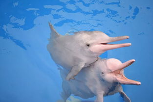 海豚牙怎么弄好看 海豚穿山甲哪个有牙