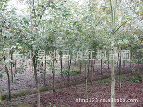 长沙市雨花区红枫苗圃 各种绿化苗木 桂花 丹桂 香樟 罗汉松 红枫 茶花 红j继木 杜鹃 红叶石楠 杨梅 金森女贞 广玉兰 杜英 榆树 紫薇 红豆杉 茶梅 金叶女贞 