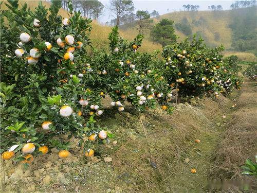 茂谷柑什么时候成熟,3月份上市的柑橘？