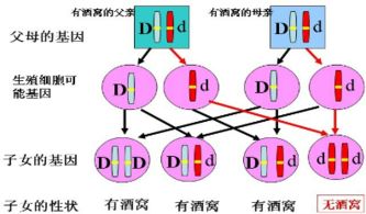 已知面颊上有酒窝是由显性基因控制.无酒窝由隐性基因控制.一对有酒窝的夫妇.生下了一个无酒窝的女儿和一个有酒窝的儿子. 1 人类的有酒窝和无酒窝是一对相对性状. 2 