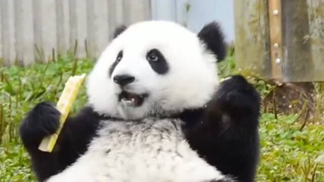 大熊猫的颜值真是忽高忽低,不过像这么可爱,还真的是第一次见 
