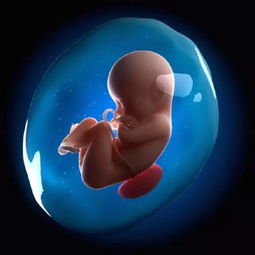 胎儿的13个冷知识，关于胎儿的冷知识(胎儿知识大全)