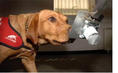 癌症嗅探犬在鉴别肺癌方面准确率达97 实验动物 