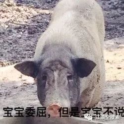 江油 规模养猪场分级管理倒逼畜禽产业转型升级