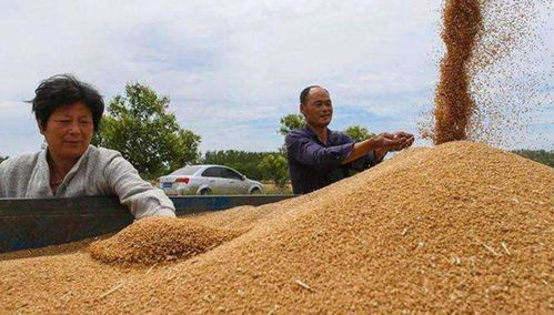 小麦价格持续上涨 专家 抢粮收购大可不必