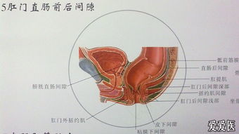 肛肠解剖挂图 自拍