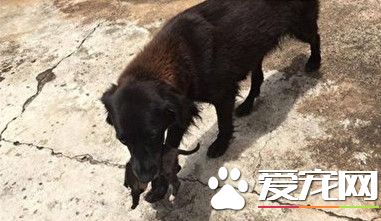 巴西狗挖垃圾堆 救出别人弃养初生幼犬