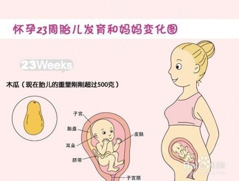 六个月的胎儿图(怀孕六个月胎儿图)
