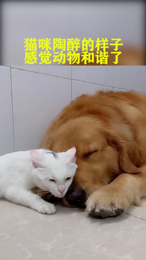 猫咪 虽然你皮肤不白,但是我不嫌弃 