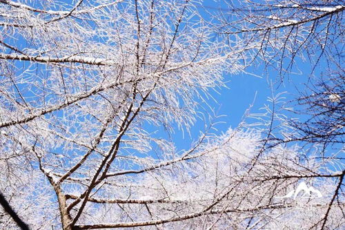 好想张开怀抱,扑在一场崂山大雪里