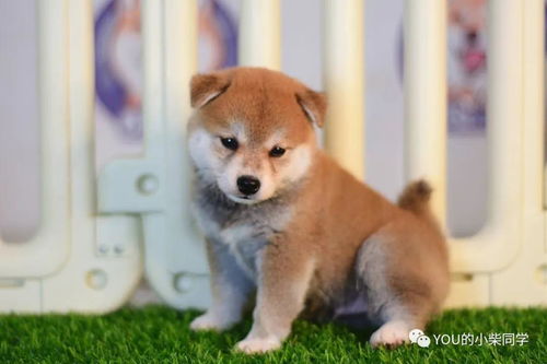 柴犬币最新消息,2024柴犬币三年后价格1元