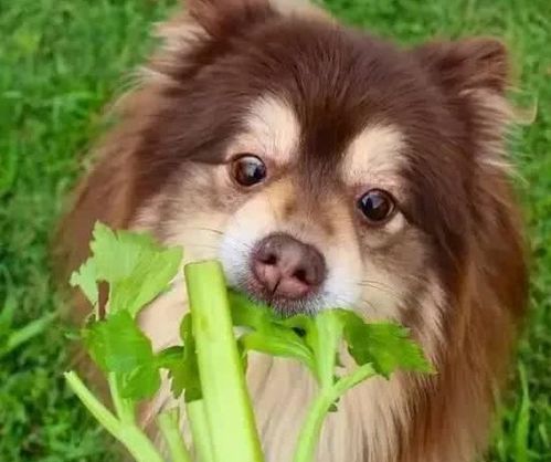 提醒 狗狗最不该吃的5种蔬菜,以免中毒