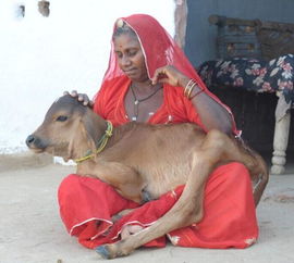 印度女人亲子哺乳失去母亲的小牛 没想到最后如此感人