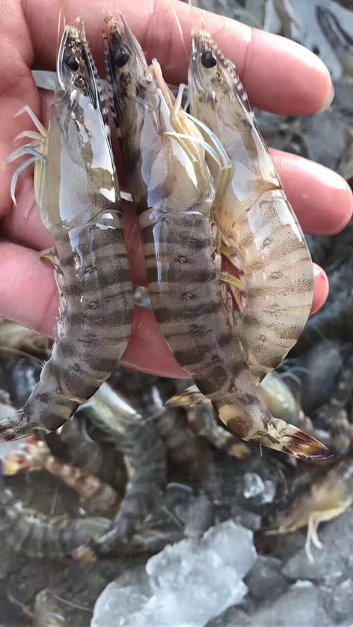 夏季禁海期会有海鲜吗,东山岛海鲜了解一下 