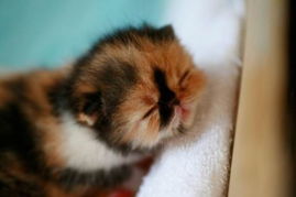 据说是世界上最可爱的小猫 你被萌倒没 
