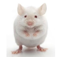 动物试验使用的小鼠的体重一般是多少 