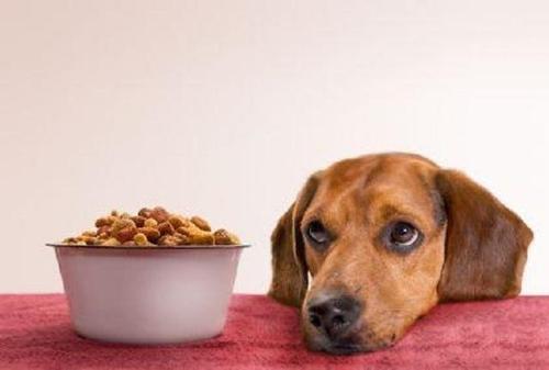 狗狗总是没食欲 或许是这8个原因,让狗狗胃口慢慢变差