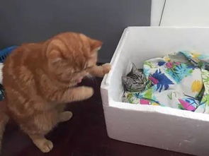 主人给家里的一只猫制作了一个冰床,另一只橘猫却没有...... 