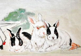 属兔的最佳配偶属相 属兔的最佳伴侣前三名