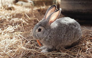 兔子的发情观察及配种技术要点,母兔发情有什么表现