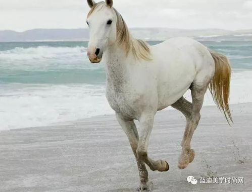 心理学 四匹骏马,哪一匹最有力量 测出4月份你的贵人是谁