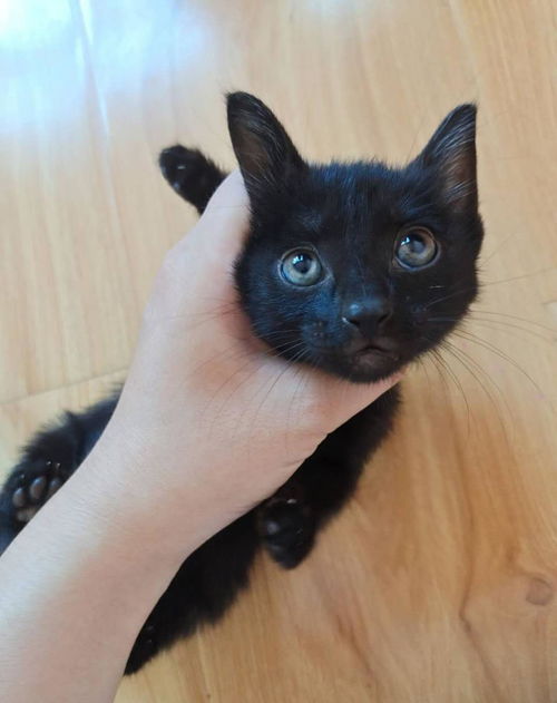 养了两年的黑猫不见踪影,几个月后怀孕归来,看到猫崽主人惊了