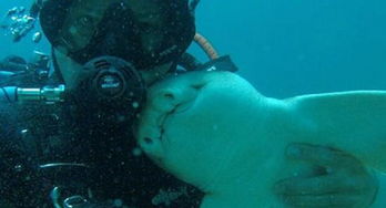 澳潜水员和鲨鱼成为7年老友 每次潜水都互相拥抱