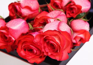 喜欢菊花,不如养盆 高档玫瑰 厄瓜多尔,好养好看,美丽怡人