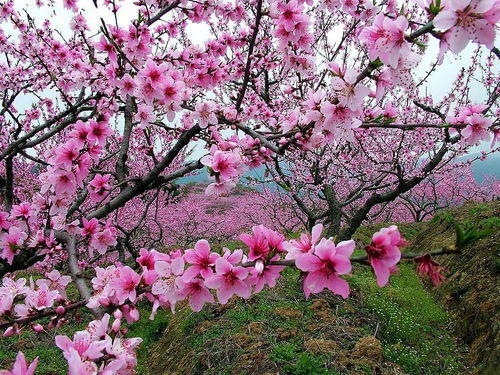 2019年,桃花运会很旺的星座,定能摆脱单身