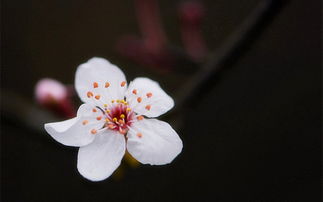 4月去哪 火遍抖音的贵州樱花即将花开成海,美成童话
