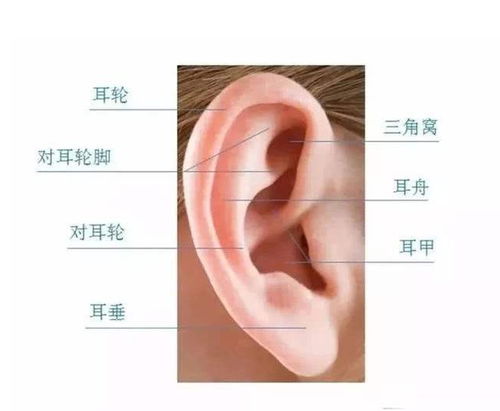 耳廓和耳轮的区别图片