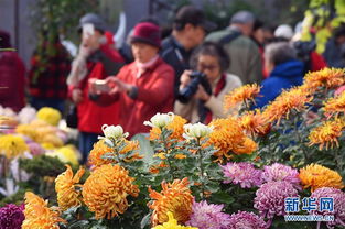 北京丰台 金秋赏菊正当时 北京菊花文化节带你感受别样魅力