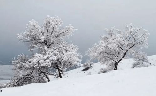 雪天拍照怎么拍才好看(雪天拍照怎么拍才好看图片)