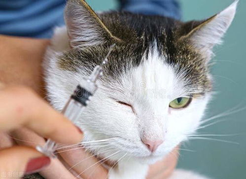 被自己家的猫咪抓伤,需要打狂犬疫苗吗