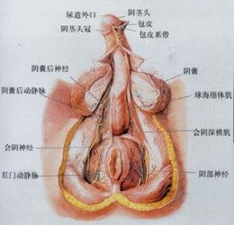 阴囊潮湿症状是什么