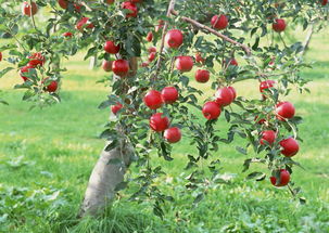 苹果树十二月份全套管理方案,苹果树冬季如何防冻
