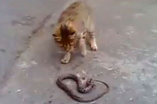 猫与蛇上演激烈 街头大战 谁笑到了最后