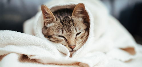 猫经常睡觉怎么回事 是不是生病了