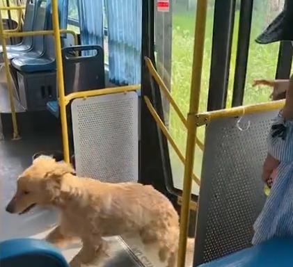 安徽 狗狗跑公交车上蹭空调不走,主人拼命把它拽下车意外发生了
