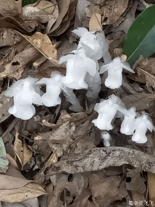 水晶兰为什么被叫幽灵之花