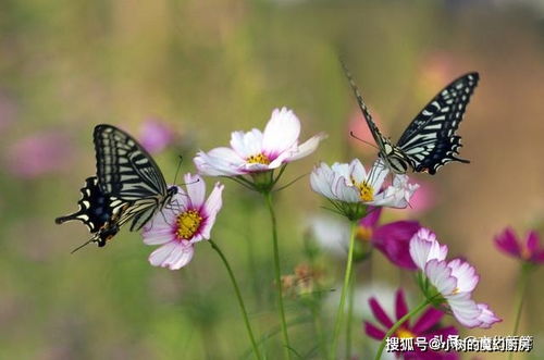 爱情中的 四大吉祥物 三只鸟,一只昆虫