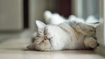 猫睡觉的姿势 行为意味着什么