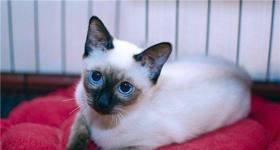 世界十大最受欢迎宠物猫品种 最热门的短毛猫是哪种