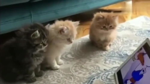 三只萌猫看电视,太逗了 