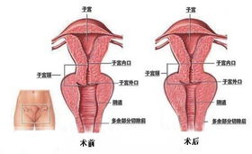 壁桥式阴道紧缩术 ,让老公对自己爱不释手