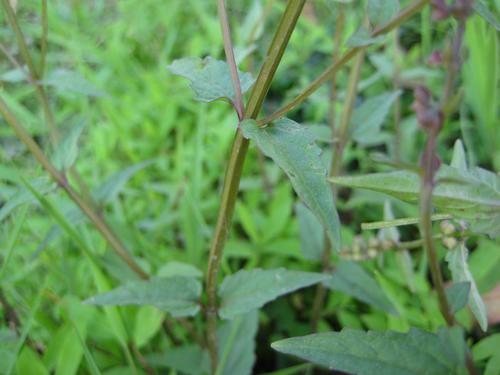 这种植物四方草,原来它的价值这么高,大家知道吗