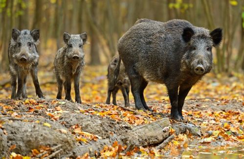 农村其他动物越来越少,为何野猪却越来越多 2个原因养猪为患
