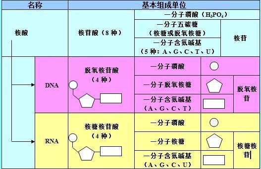 理综知识点思维导图 物理 化学 生物 全汇总 二轮查漏补缺必备