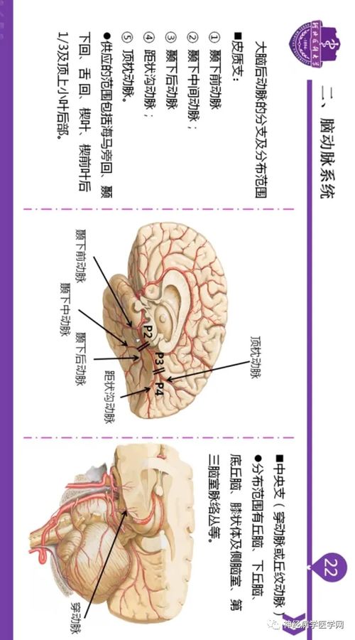 脑血管的应用解剖