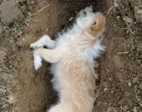 在农村死去的狗狗不能埋土,这真的是迷信 专家说出了实情